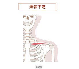 鎖骨下筋の解剖学筋肉イラスト