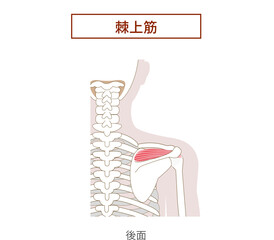ローテーターカフ棘上筋の解剖学筋肉イラスト