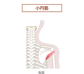 小円筋ローテーターカフの解剖学筋肉イラスト