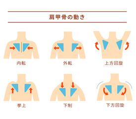 肩甲骨の6つの動作セット
