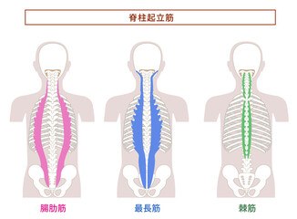 脊柱起立筋; 腸肋筋,最長筋,棘筋の解剖学筋肉イラスト