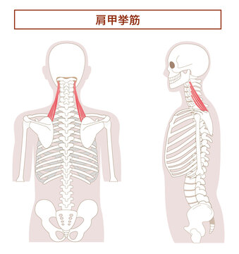 肩甲挙筋の解剖学筋肉イラスト　横向きと背面