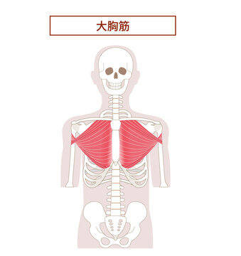 大胸筋の解剖学筋肉イラスト　正面