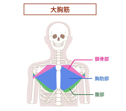 大胸筋の解剖学筋肉イラスト　3つの部分
