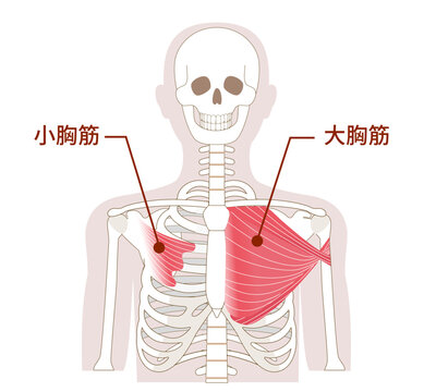 大胸筋と小胸筋の解剖学筋肉イラスト