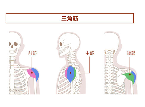三角筋の解剖学筋肉イラスト　前部　中部　後部