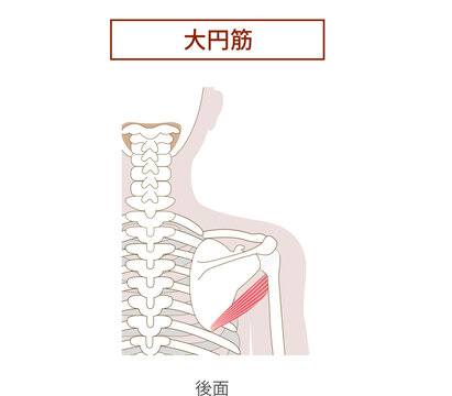 大円筋の解剖学筋肉イラスト