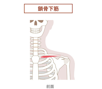 鎖骨下筋の解剖学筋肉イラスト