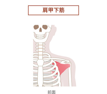 肩甲下筋ローテーターカフの解剖学筋肉イラスト