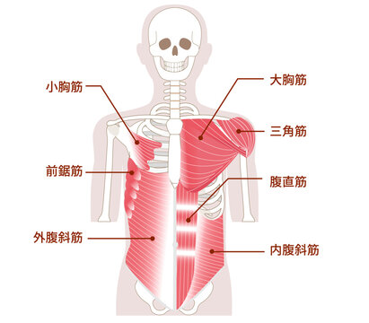 腹部、胸部、肩にある大きな筋肉　アウターマッスルとインナーマッスル