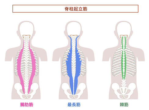 脊柱起立筋; 腸肋筋,最長筋,棘筋の解剖学筋肉イラスト