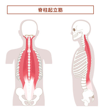 横から見た脊柱起立筋の解剖学筋肉イラスト