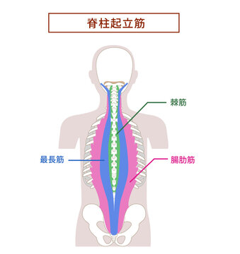 脊柱起立筋; 腸肋筋,最長筋,棘筋の解剖学筋肉イラスト