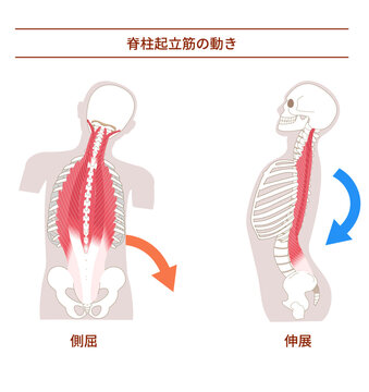 脊柱起立筋の動作　側屈と伸展