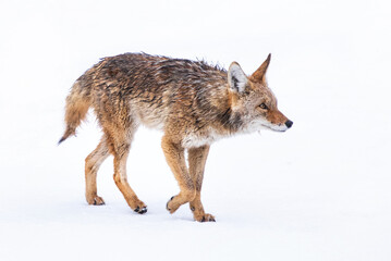 Beautiful photo of a wild coyote out in nature - 578908903