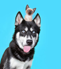 studio shot of a cute dog with a kitten on its head on an isolated background