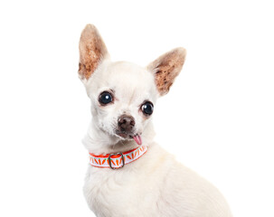 studio shot of a cute dog on an isolated background