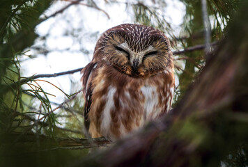 Northern saw whet owl in a natural environment