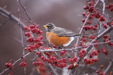 american robin eating berries in a tree in a natural environment