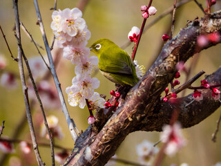 梅の枝でくつろぐメジロ