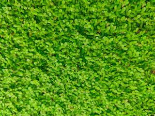 water covered with small plant growth background
