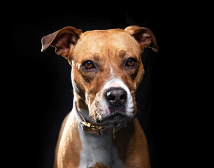 studio shot of a cute dog on an isolated background