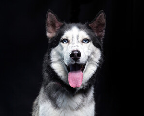 studio shot of a cute dog on an isolated background