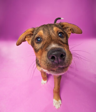 studio shot of a cute dog on an isolated background