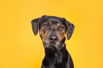 studio shot of a cute dog on an isolated background