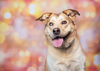 studio shot of a cute dog on an isolated background