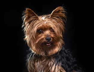 studio shot of a cute dog on an isolated background