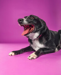 studio shot of a cute dog on an isolated background