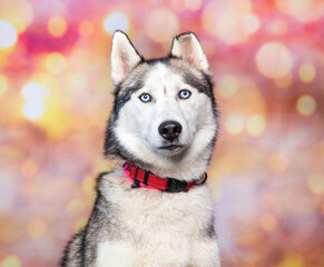 studio shot of a cute dog on an isolated background