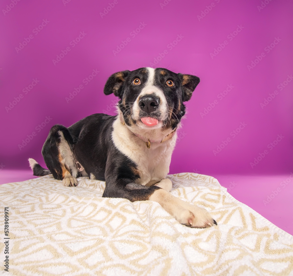 Wall mural studio shot of a cute dog on an isolated background