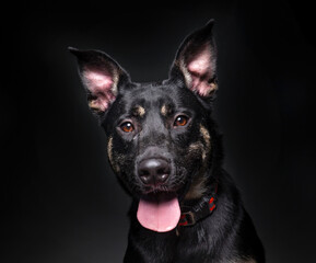 studio shot of a cute dog on an isolated background