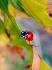 Ladybug morning view sitting in my garden 