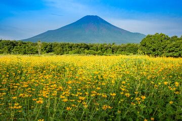 花の都公園から富士山と菊芋の花
