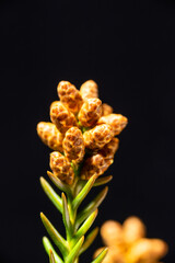 Male flowers of Japanese cedar (Cryptomeria japonica) in Japan in early March