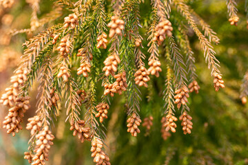 Male flowers of Japanese cedar (Cryptomeria japonica) in Japan in early March