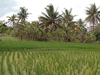 Obraz premium expanses of rice fields planted with rice but have not yet released rice seeds