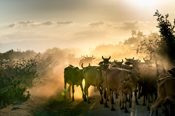 Fototapeta na wymiar Stunning image of large cows flock returning to the barn in the sunset, after a day of feeding in the mountains in Binh Thuan Province, Vietnam