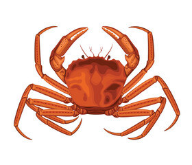 Crab Animal Sea Food Crabs Seafood Crustacean Crabmeat Vector Illustration