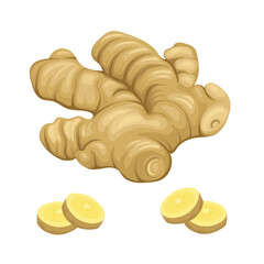 Ginger Ingredient Tuber Sunchoke Tumeric Vector Illustration