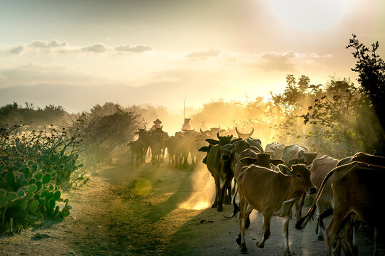 Stunning image of large cows flock returning to the barn in the sunset, after a day of feeding in the mountains in Binh Thuan Province, Vietnam