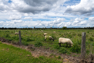 Fototapeta premium Oxley Creek Common Sheep Grazing on Farmland