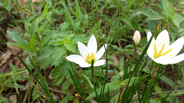 white and yellow flowers