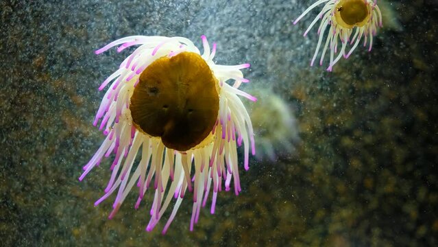 Video of sea anemones surrounded by floating plankton.