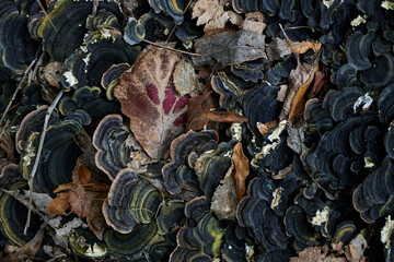 Gros plan sur un tronc d'arbre.