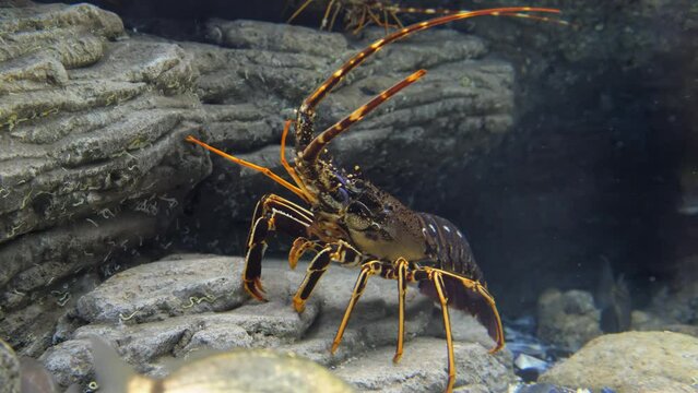 Video of an underwater scene of spiny lobster (Palinurus elephas)