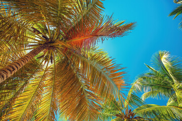 Palm tree and Tropical beach in Punta Cana, Dominican Republic